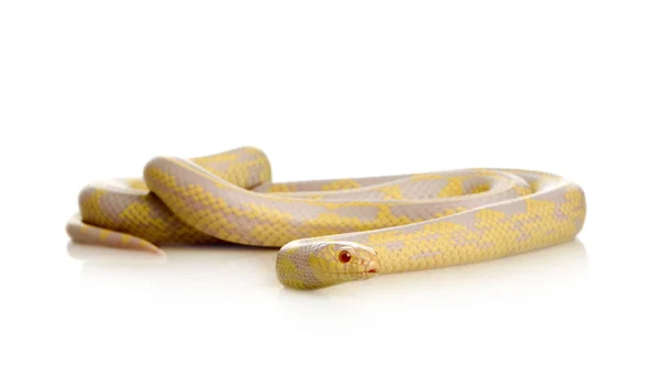 Serpiente de maíz - Elaphe guttata — Foto de Stock