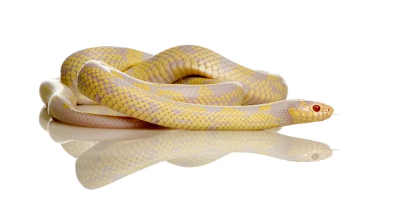 Corn Snake - Elaphe guttata — Stock Photo, Image