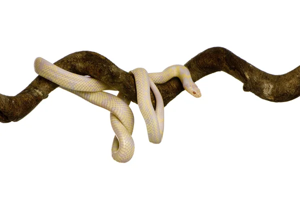 Cobra de milho - Elaphe guttata — Fotografia de Stock