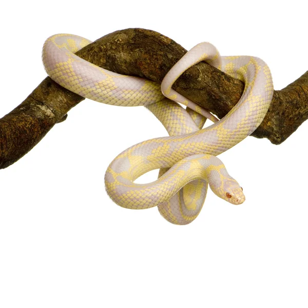 Wąż zbożowy - elaphe guttata — Zdjęcie stockowe