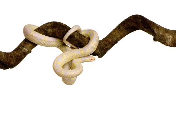 Кукурузная змея - Elaphe guttata — стоковое фото