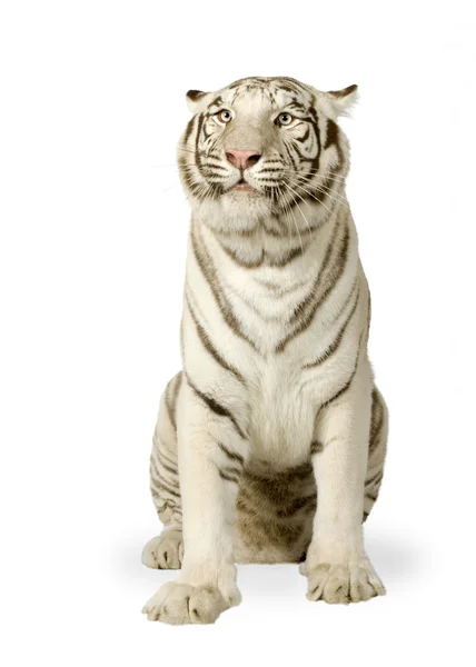 White Tiger (3 år) — Stockfoto