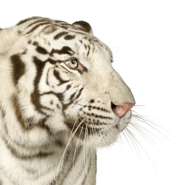 Fehér tigris (3 év) — Stock Fotó