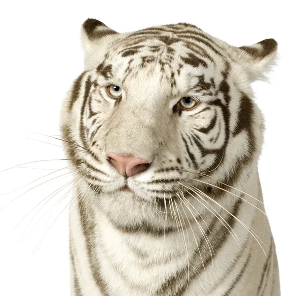 Белый тигр (3 года) ) — стоковое фото