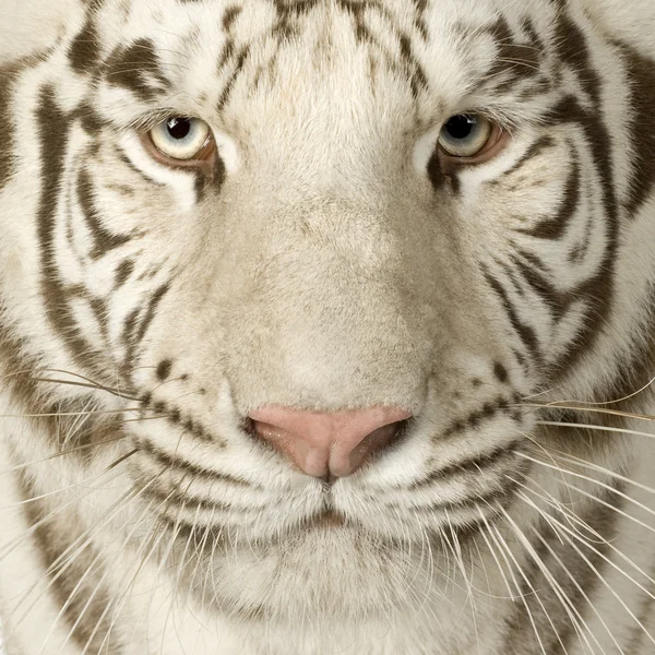 Biały tygrys (3 lata) — Zdjęcie stockowe