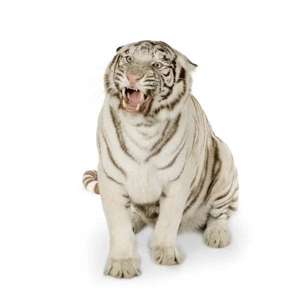 Tigre branco (3 anos ) — Fotografia de Stock