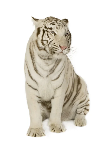 Weißer Tiger (3 Jahre)) — Stockfoto