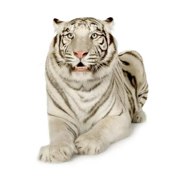 stock image White Tiger (3 years)