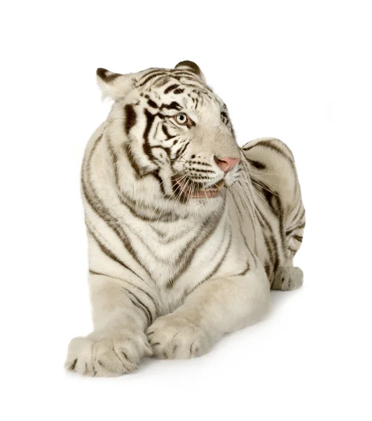 Білий тигр (3-х років) — стокове фото