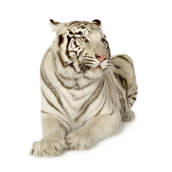 Tigre blanco (3 años ) — Foto de Stock