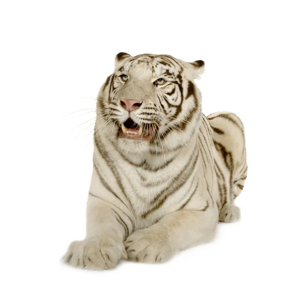 Weißer Tiger (3 Jahre)) — Stockfoto