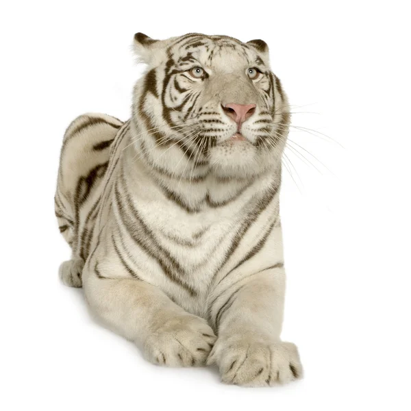 stock image White Tiger (3 years)