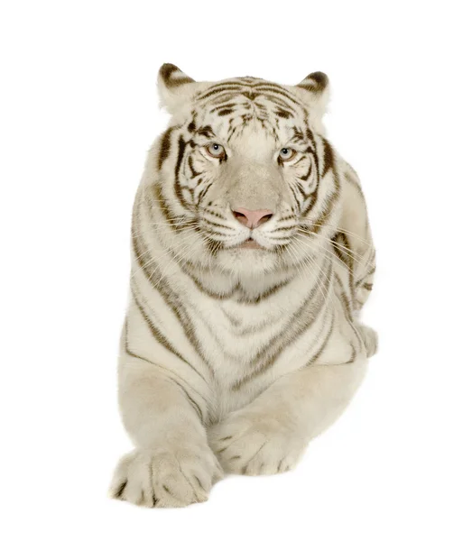 stock image White Tiger (3 years)