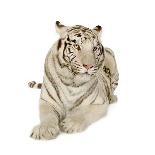 White Tiger (3 years) — Stock Photo, Image