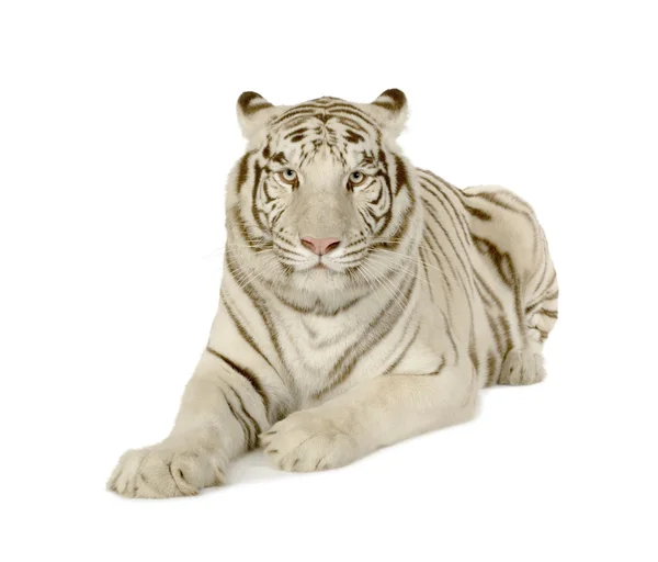 Biały tygrys (3 lata) — Zdjęcie stockowe