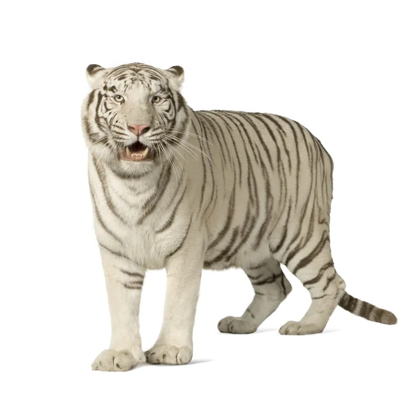 stock image White Tiger (3 years)