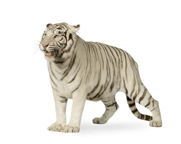 stock image White Tiger (3 years)