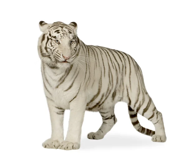 Fehér tigris (3 év) — Stock Fotó