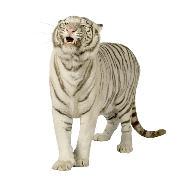 stock image White Tiger (3 years)