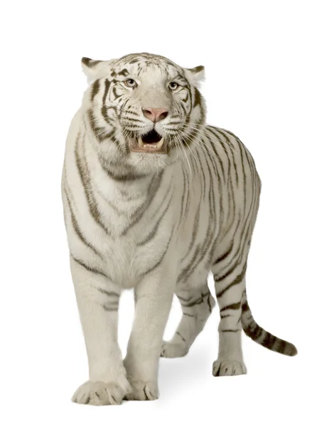 stock image White Tiger (3 years)