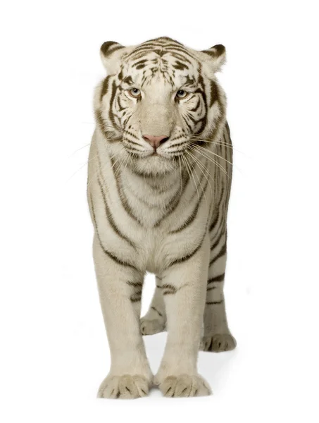 Tigre blanco (3 años ) —  Fotos de Stock