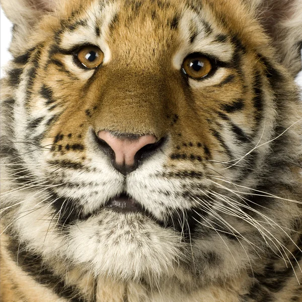 Cachorro tigre (5 meses ) — Foto de Stock