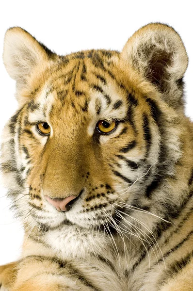 Tigerbaby (5 Monate)) — Stockfoto