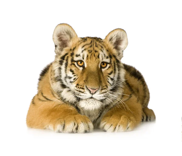 Tiger cub (5 maanden) — Stockfoto