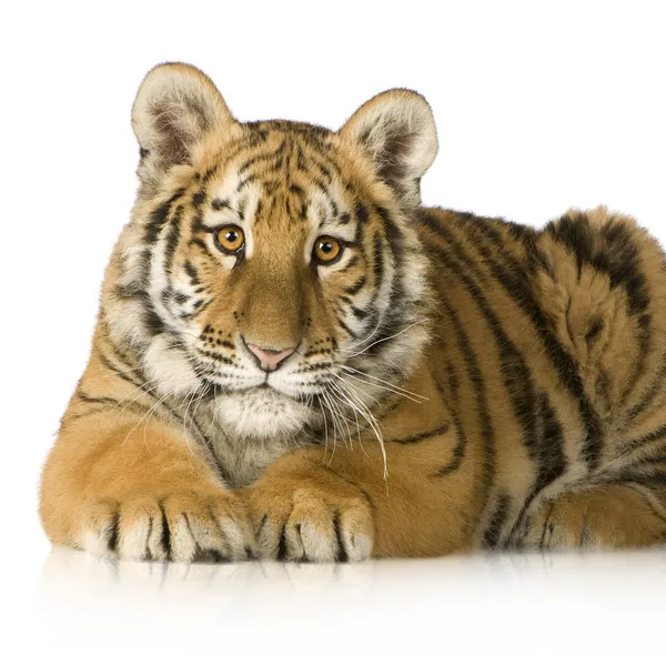 Tygrysa cub (5 miesięcy) — Zdjęcie stockowe