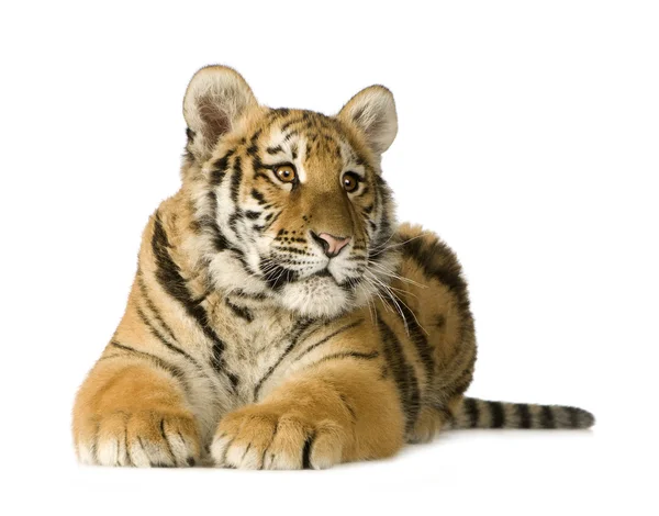 Тигр кубик (5 місяців ) — стокове фото