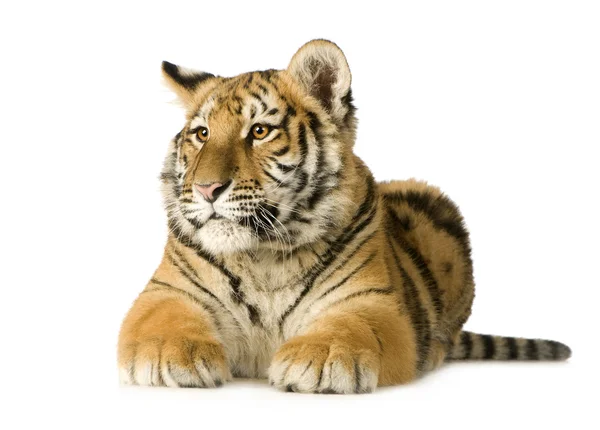 Tygrysa cub (5 miesięcy) — Zdjęcie stockowe