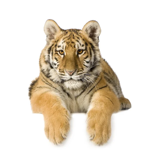 Tiger cub (5 months) — Stock Photo, Image