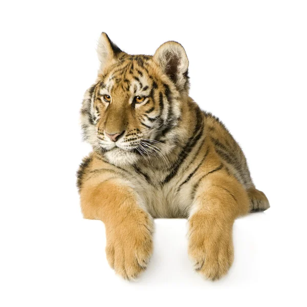 Cachorro tigre (5 meses ) —  Fotos de Stock