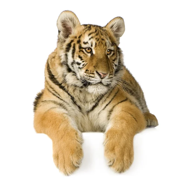 Filhote de tigre (5 meses ) — Fotografia de Stock