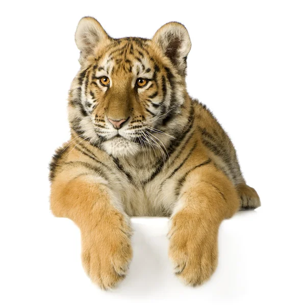 Filhote de tigre (5 meses ) — Fotografia de Stock