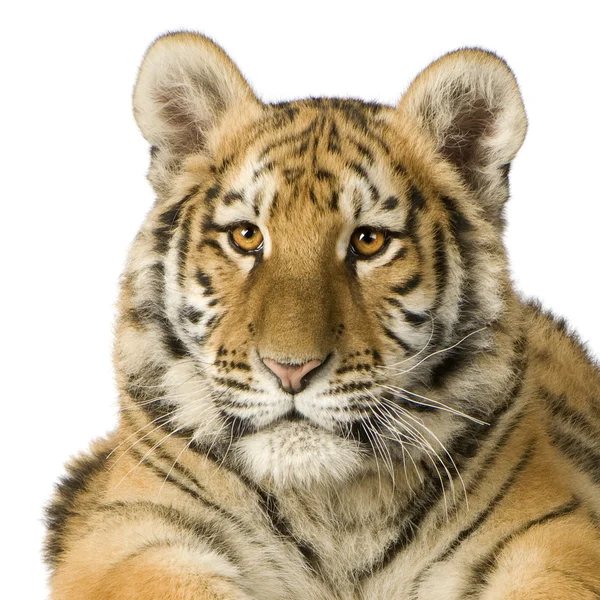Tiger cub (5 månader) — Stockfoto