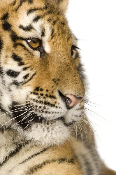 Tiger cub (5 maanden) — Stockfoto