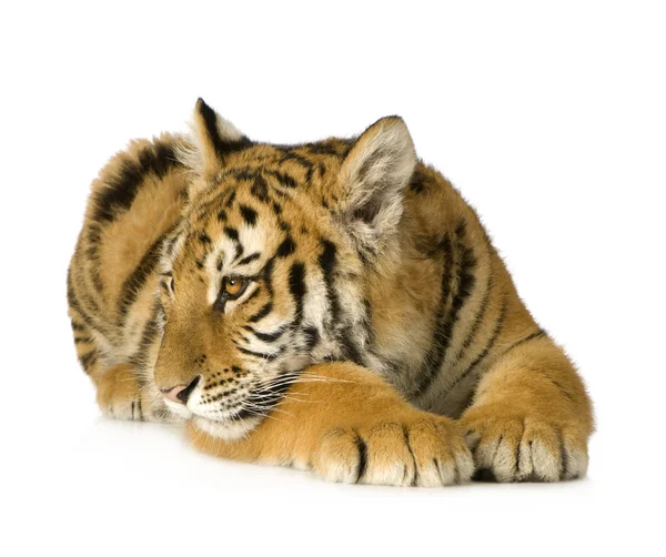 Tiger cub (5 months) — Stock Photo, Image
