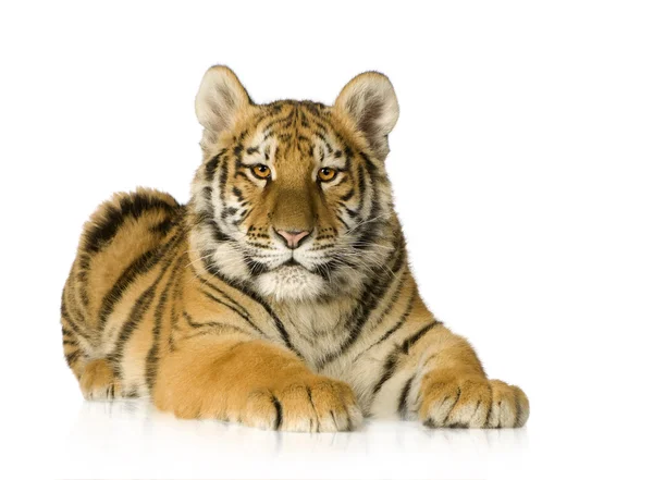 stock image Tiger cub (5 months)