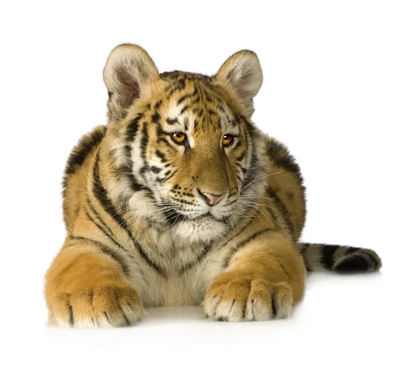 Tigre cucciolo (5 mesi ) — Foto Stock