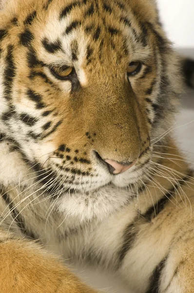 Tiger cub (5 bulan ) — Stok Foto