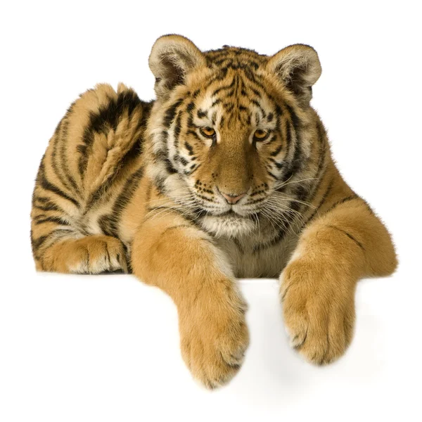 Tigre cucciolo (5 mesi ) — Foto Stock