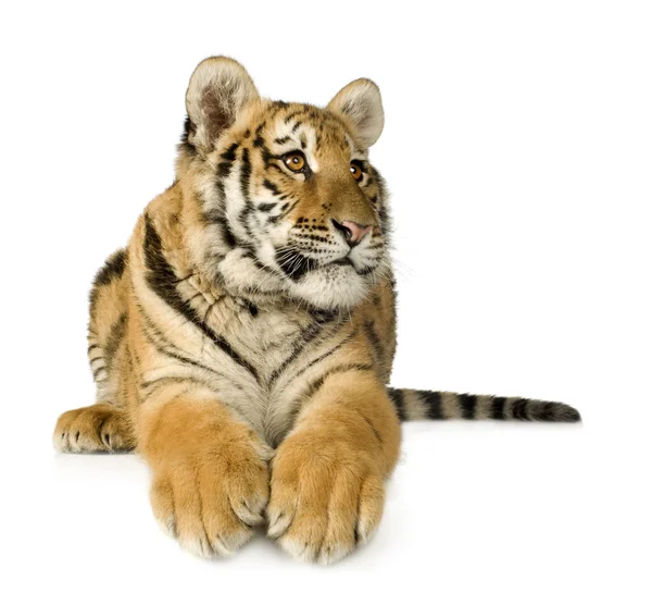 Petit tigre (5 mois ) — Photo