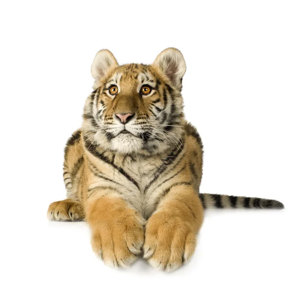 Cub τίγρης (5 μήνες) — Φωτογραφία Αρχείου