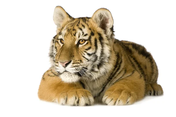 Cachorro tigre (5 meses ) —  Fotos de Stock