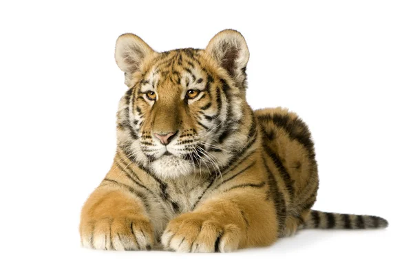 Tigerbaby (5 Monate)) — Stockfoto