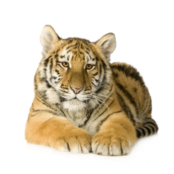Tigris kölyök (5 hónap) — Stock Fotó