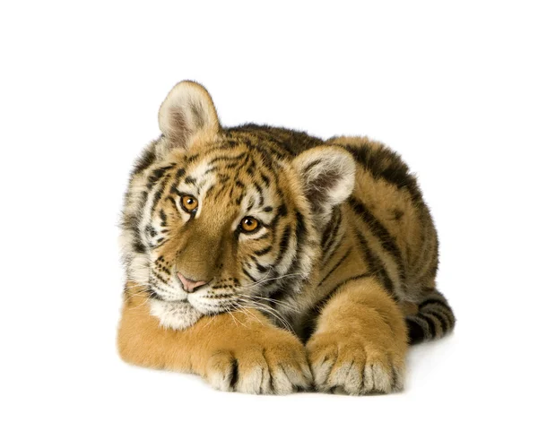 Petit tigre (5 mois ) — Photo