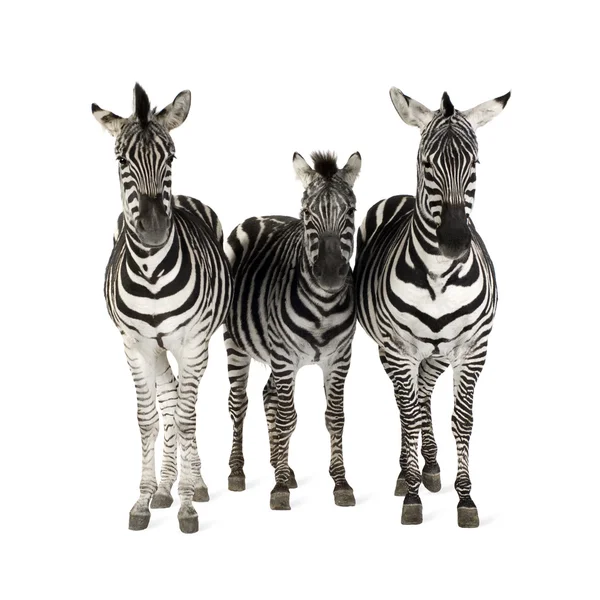 stock image Zebra