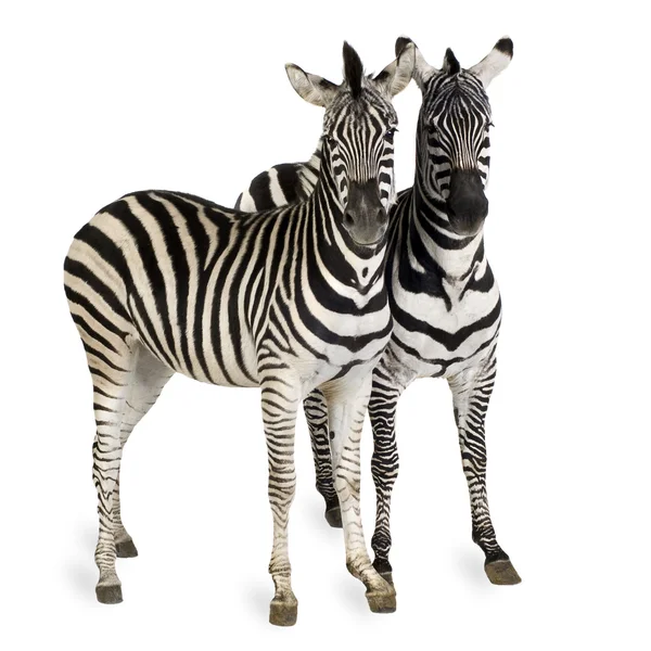 stock image Zebra